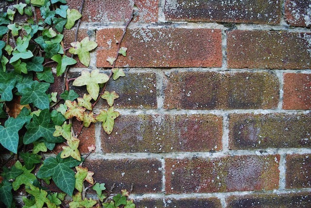 Considerations When Using Ivy on Brickwork
