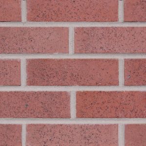 Pink Sandface