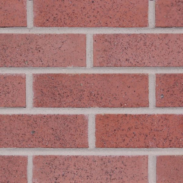 Pink Sandface
