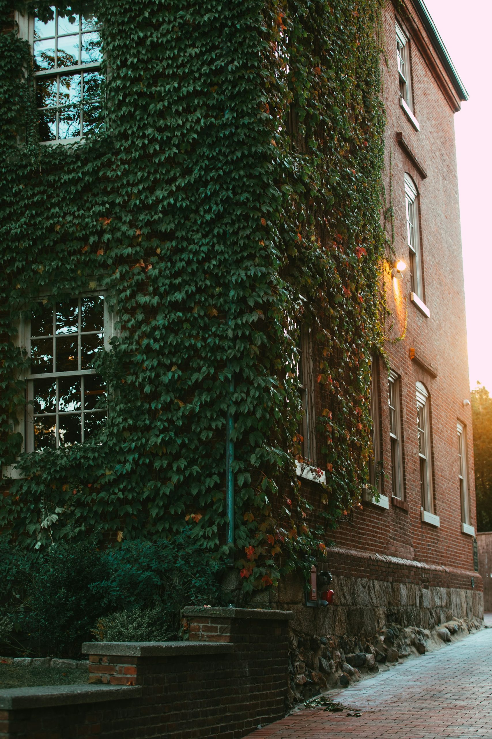 A brick building almost entirely covered in mature, deep green ivy, glowing in late-afternoon light