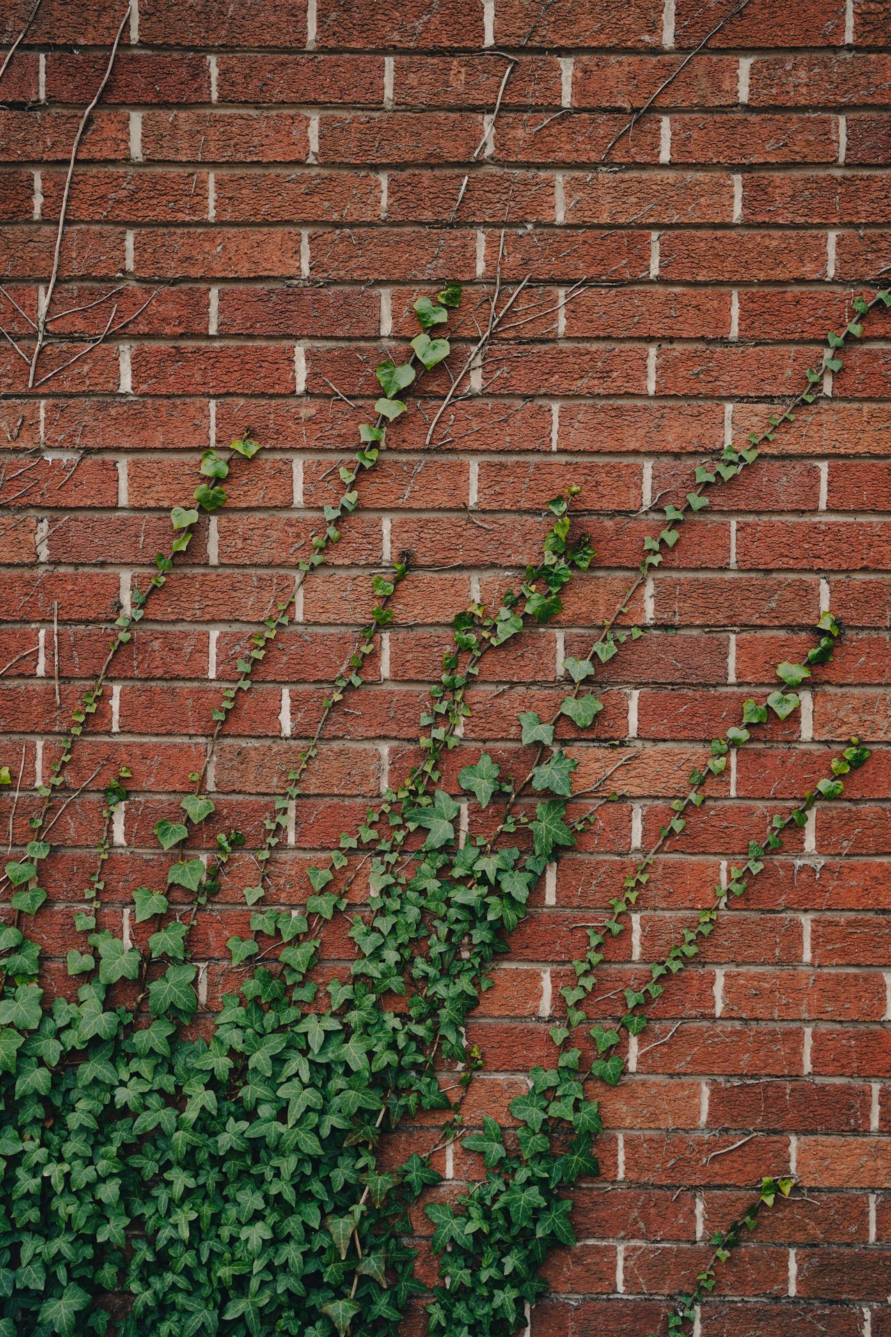 Ivy tendrils spreading widely across a red brick wall, illustrating how quickly the plant can climb and cover a facade