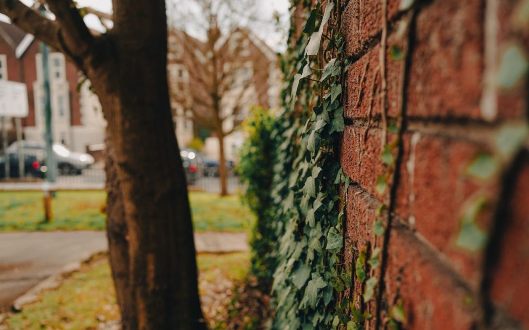 Ivy on Brickwork: What You Need to Know Before You Grow