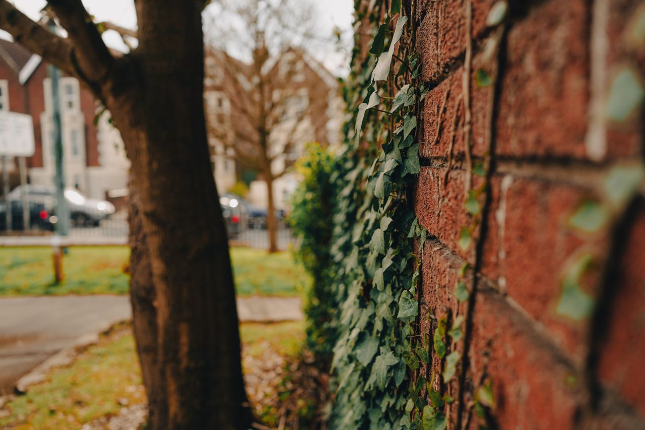Ivy climbing a red brick wall along a neighborhood street, framed by a tree trunk in the foreground