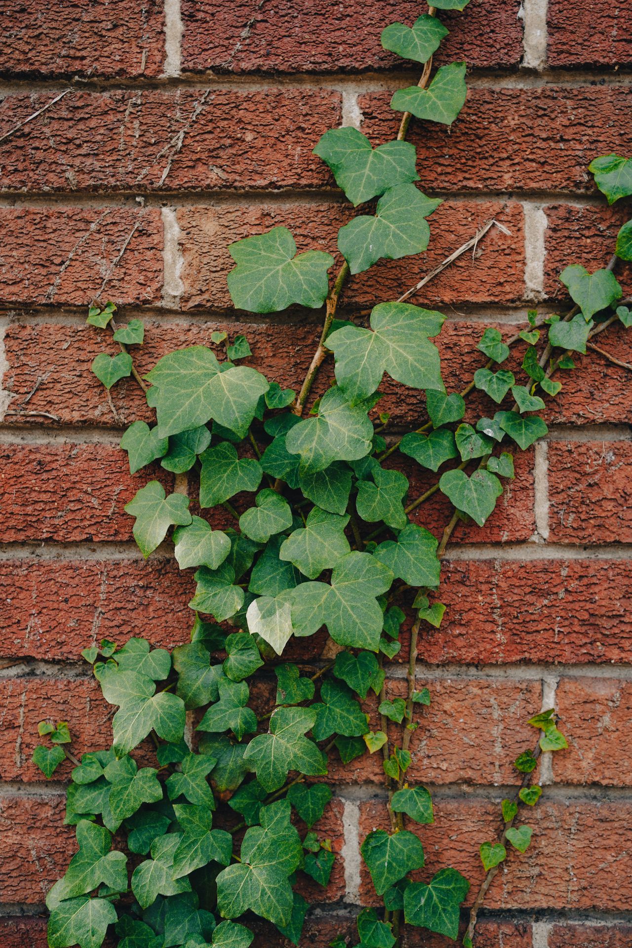 Close-up of ivy leaves and tendrils gripping the mortar joints of a red brick wall